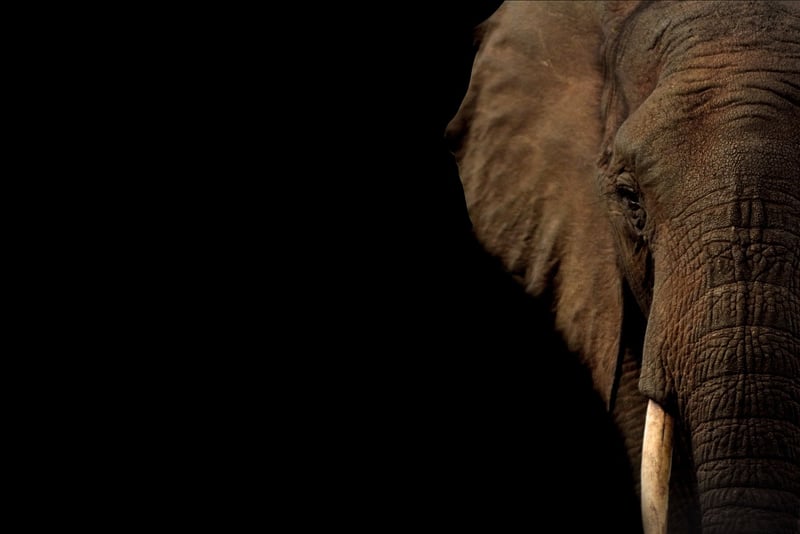 Elephants in the wild