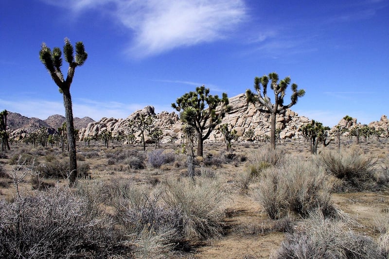 Joshua Tree National Park