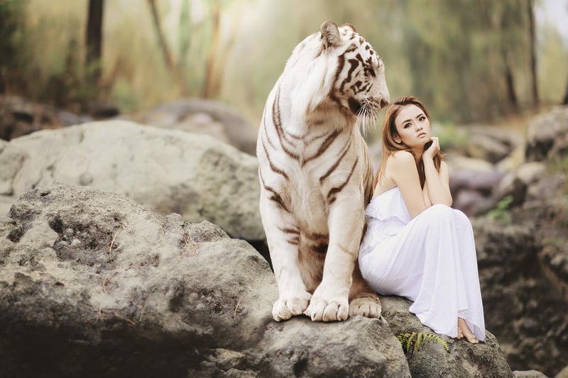Tiger in the wild